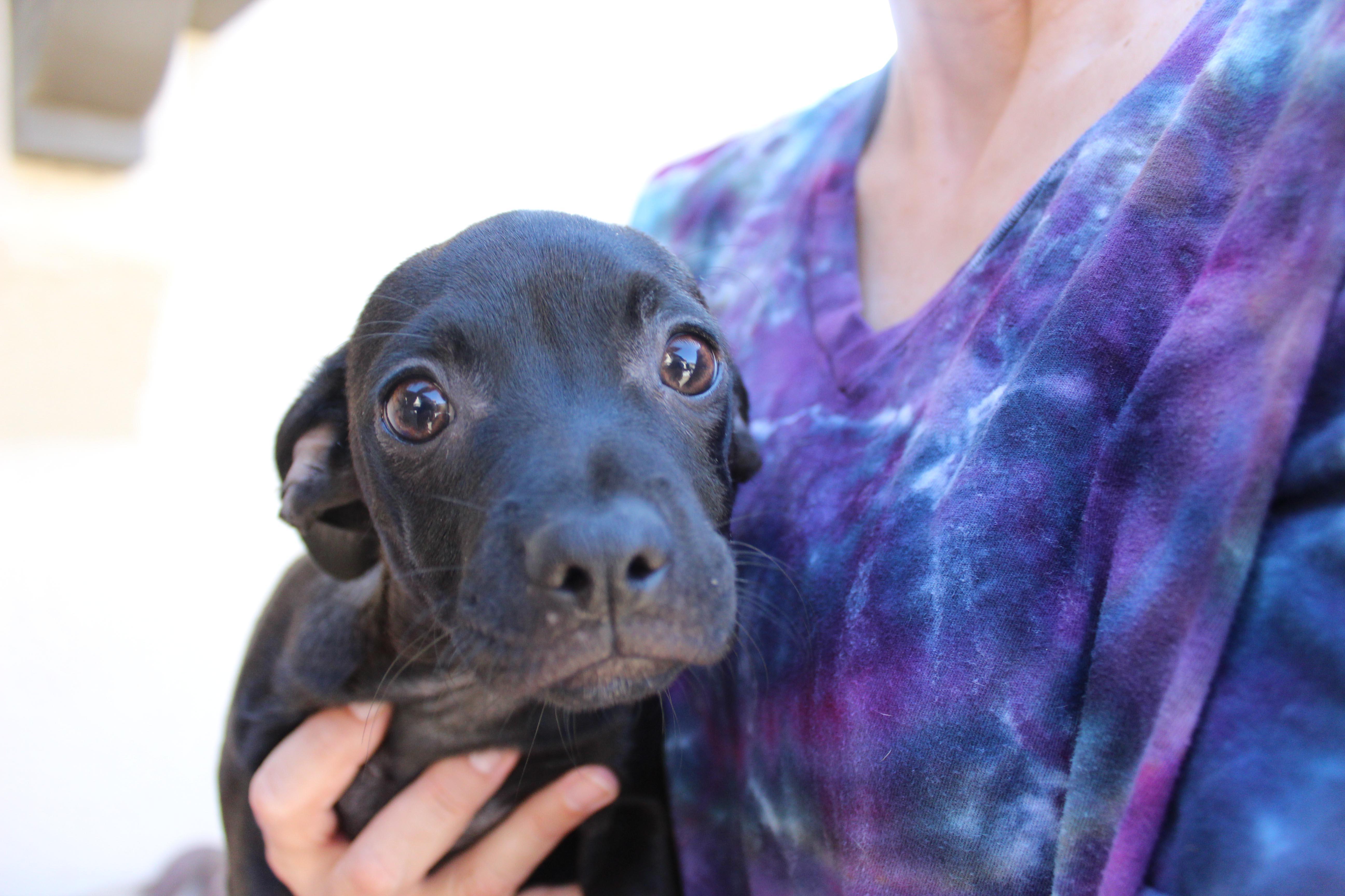 Enlarge Molly, an adopted mixed breed in Imperial Beach, CA image 4/5