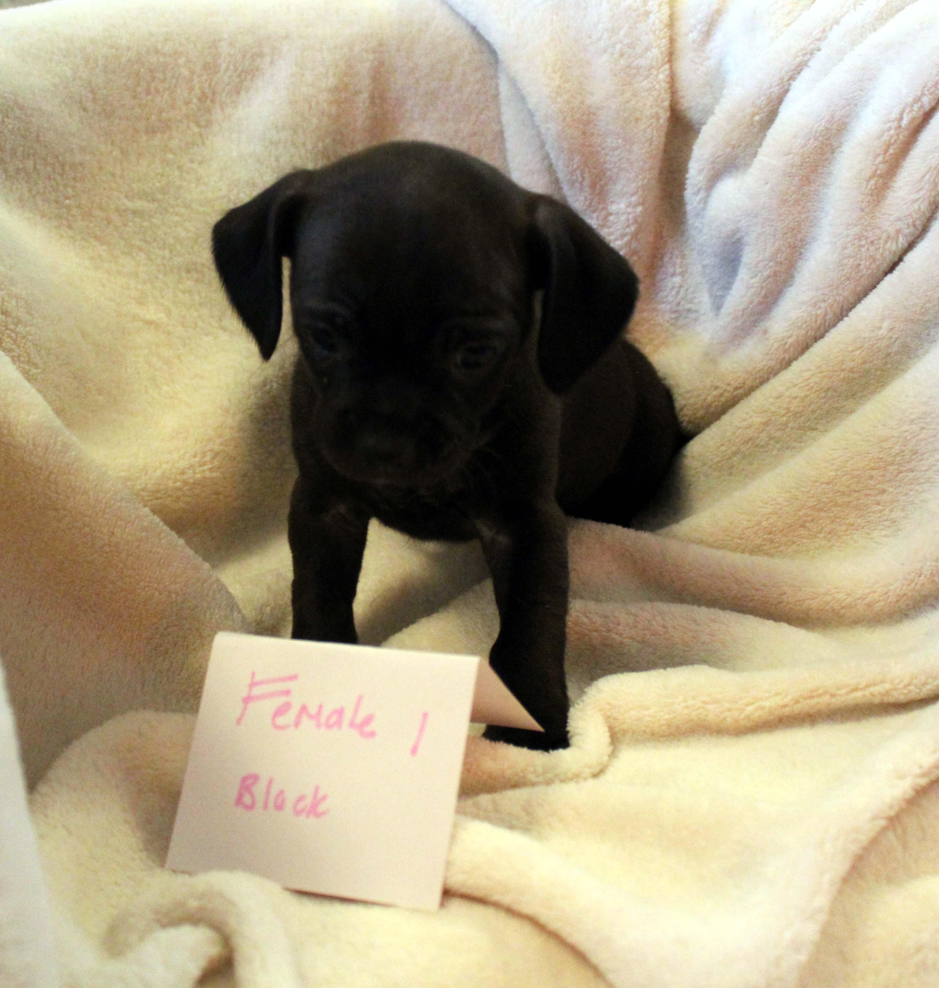 Enlarge Molly, an adopted mixed breed in Imperial Beach, CA image 3/5