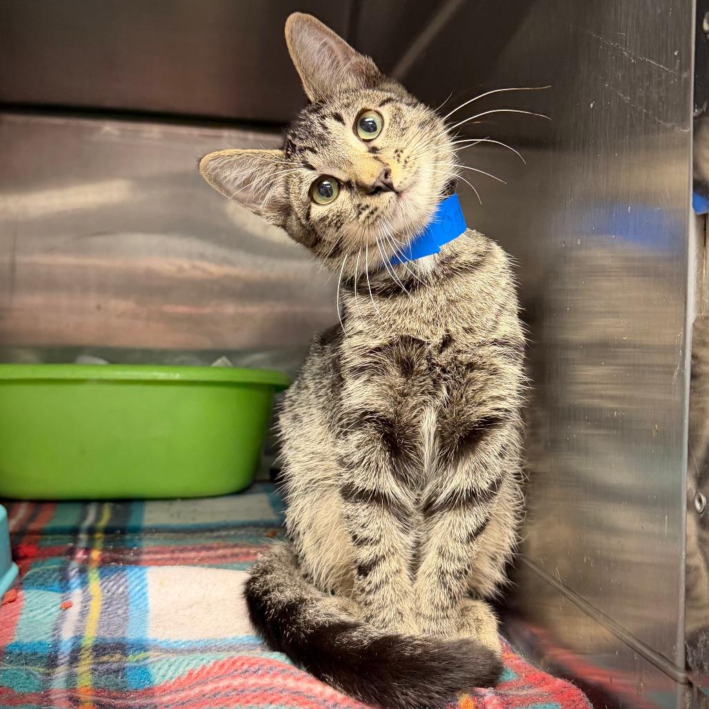 Enlarge Knuckles, a Adoptable Domestic Short Hair in Ardmore, OK image 1/1