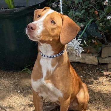 Winston, a ADOPTABLE mixed breed in Williston, VT image 2/6