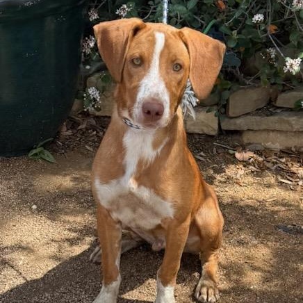 Winston, ADOPTABLE, Puppy Male Hound.
