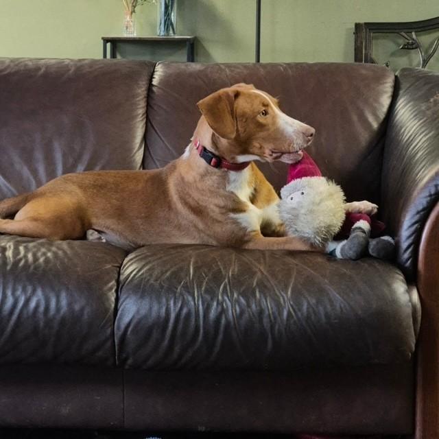 Winston, a ADOPTABLE mixed breed in Williston, VT image 5/6