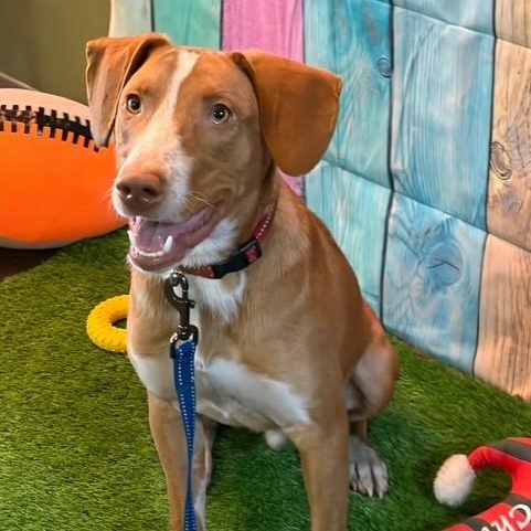 Winston, ADOPTABLE, Puppy Male Hound.