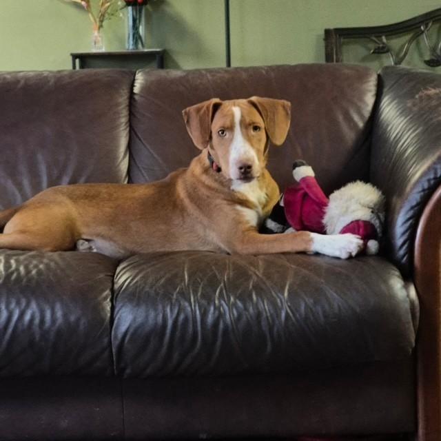 Winston, a ADOPTABLE mixed breed in Williston, VT image 4/6
