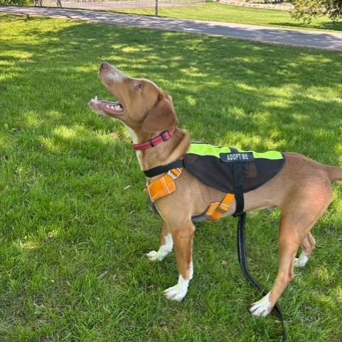 Winston, a ADOPTABLE mixed breed in Williston, VT image 2/6