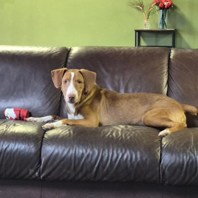 Winston, a ADOPTABLE mixed breed in Williston, VT image 3/6