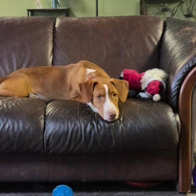 Winston, a ADOPTABLE mixed breed in Williston, VT image 6/6