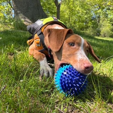 Winston, a ADOPTABLE mixed breed in Williston, VT image 3/6