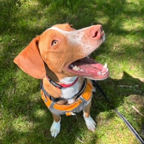 Winston, a ADOPTABLE mixed breed in Williston, VT image 1/6