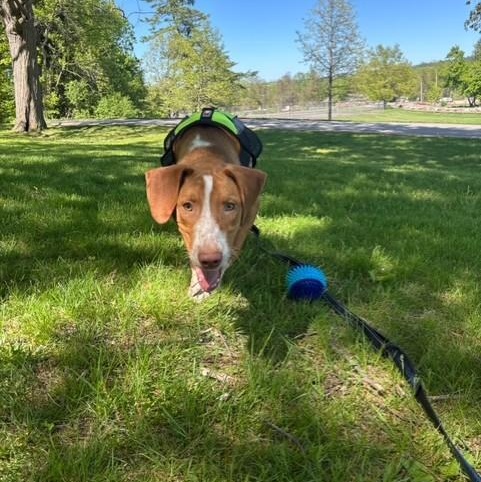 Winston, a ADOPTABLE mixed breed in Williston, VT image 4/6