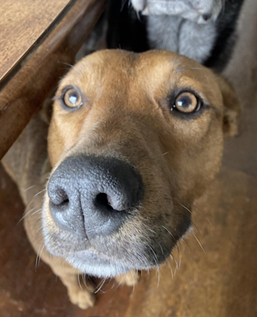 Enlarge Mila, a Adoptable mixed breed in Ketchikan, AK image 4/6