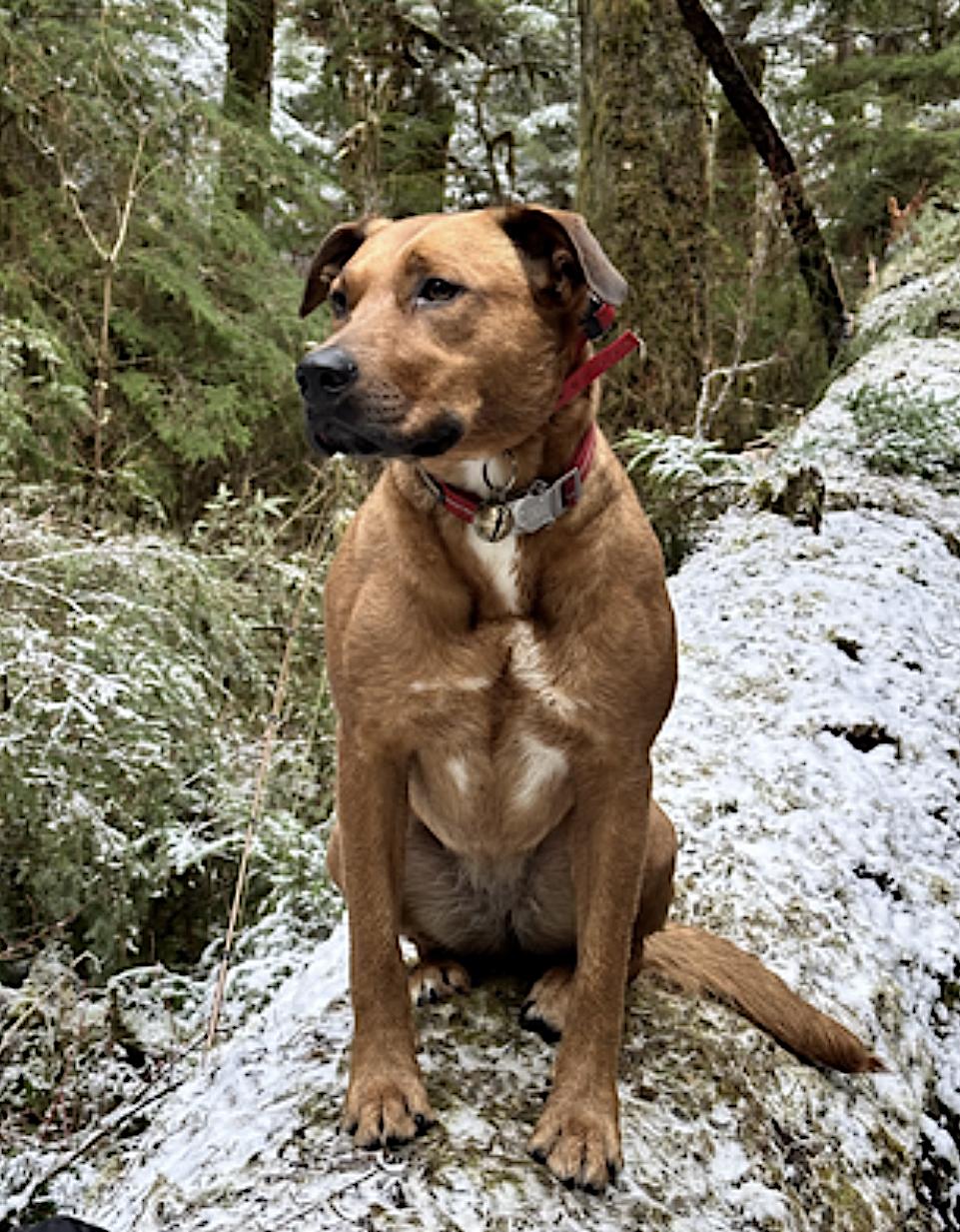Enlarge Mila, a Adoptable mixed breed in Ketchikan, AK image 3/6