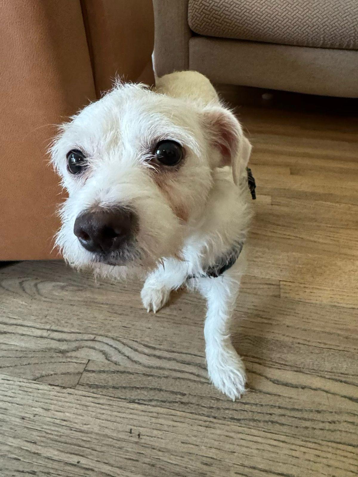 Enlarge Gus, an adopted Border Terrier in Los Angeles, CA image 2/4