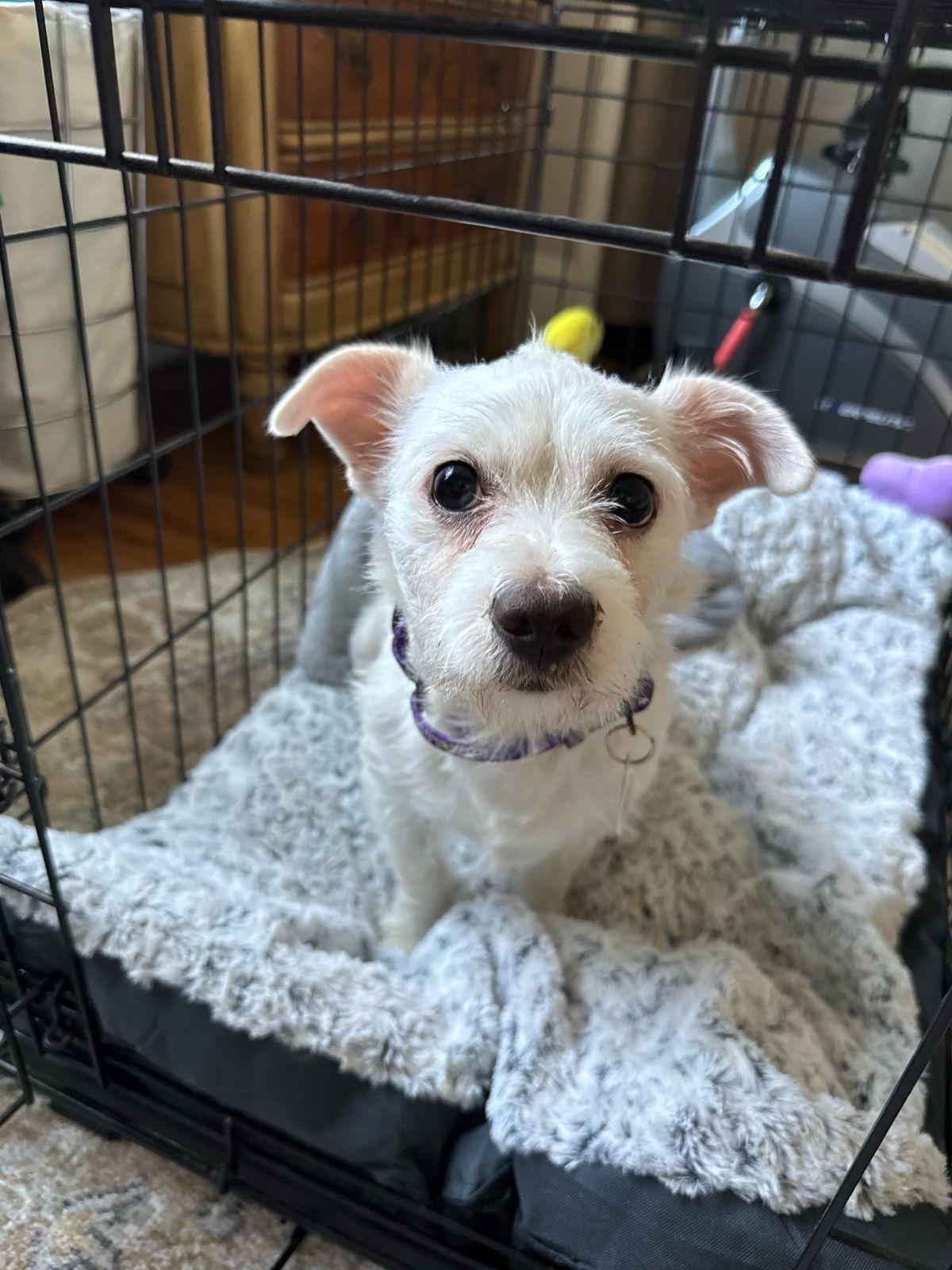 Gus, adopted, Young Male Border Terrier.