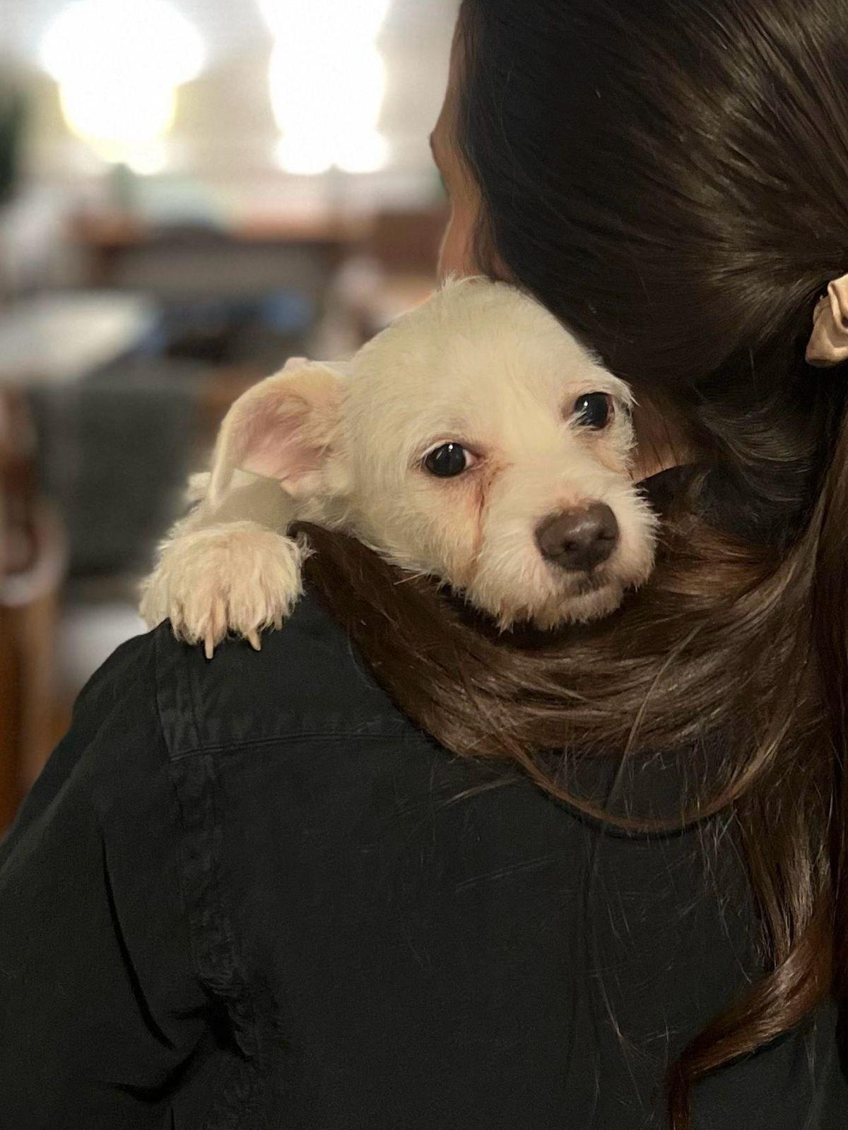 Enlarge Gus, an adopted Border Terrier in Los Angeles, CA image 4/4