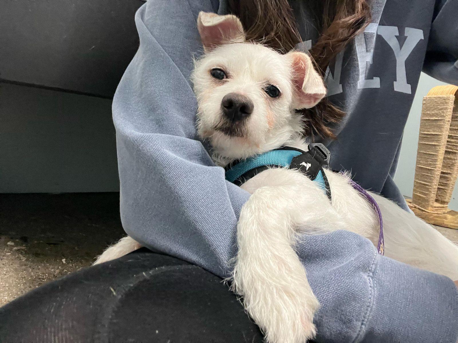 Enlarge Gus, an adopted Border Terrier in Los Angeles, CA image 3/4