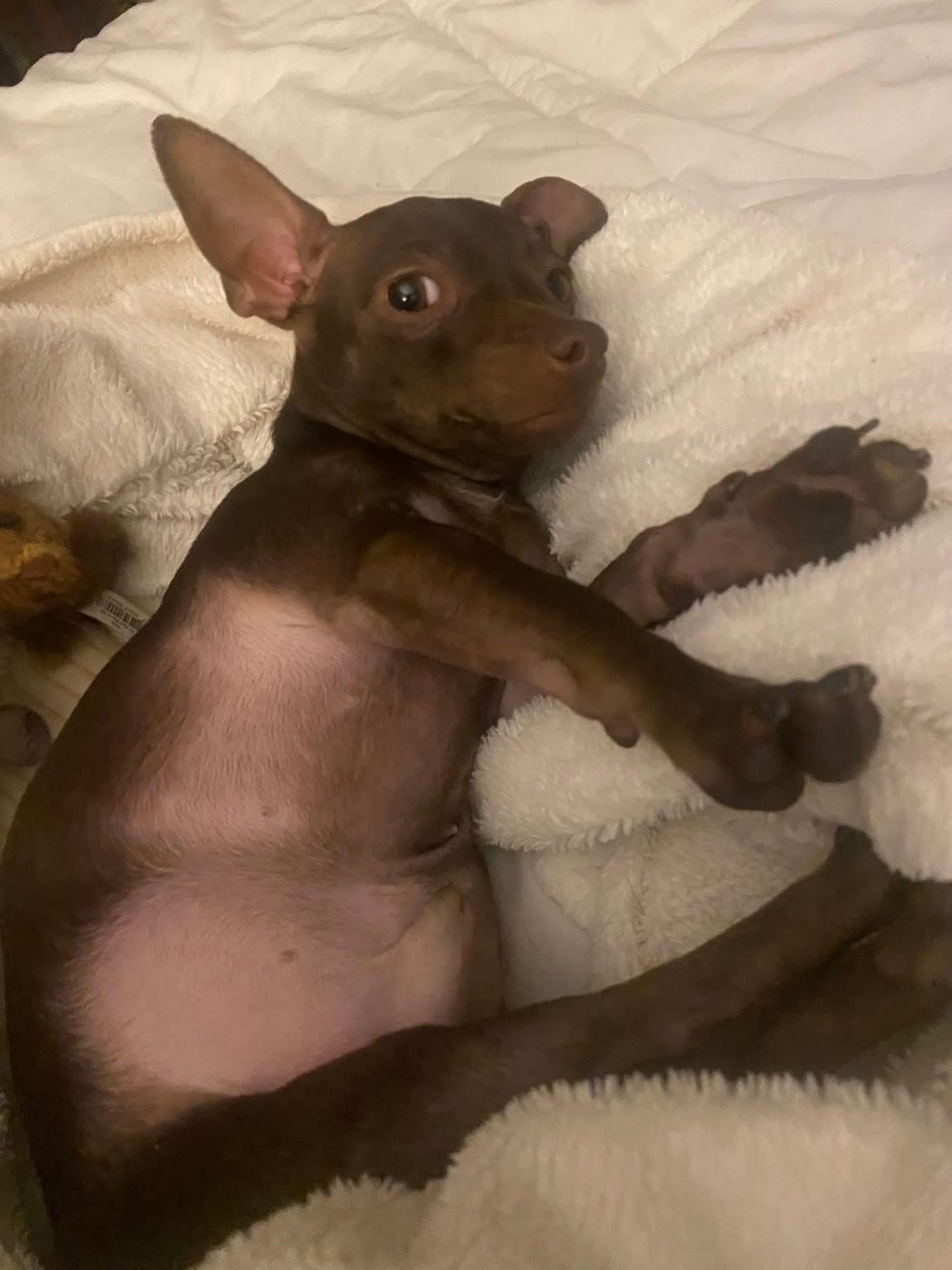 Gilbert, Adopted, Young Male Chihuahua.