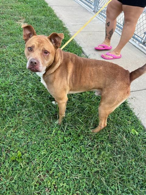 Dexter, a Adoptable mixed breed in Hillsboro, MO image 2/2