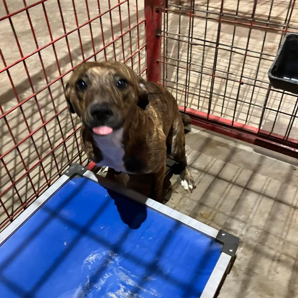 Dixie, Adoptable, Adult Female Plott Hound.