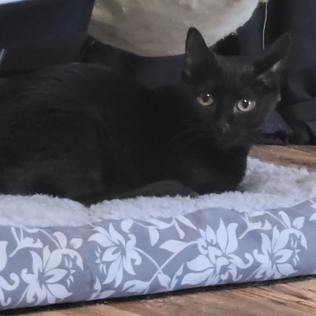 Enlarge Midnight, a Adoptable Domestic Short Hair in Carmel, IN image 1/1