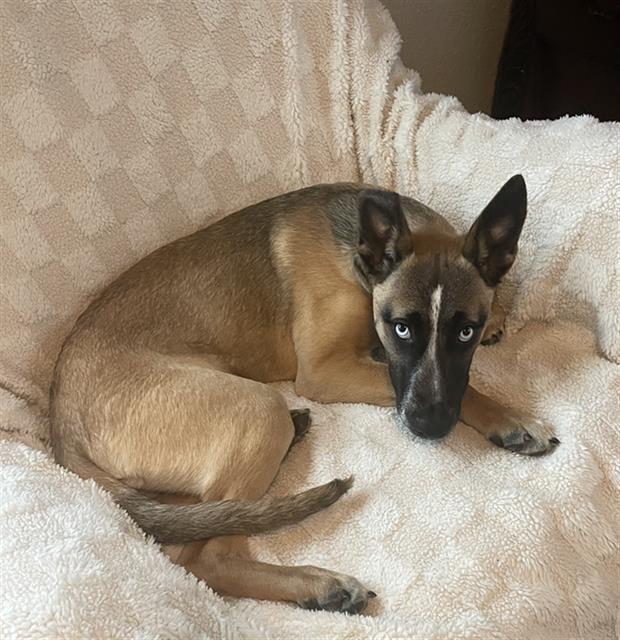 BABY, Adoptable, Young Female German Shepherd Dog & Siberian Husky.