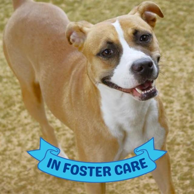 WHISPER, Adoptable, Young Female Boxer & Mixed Breed.