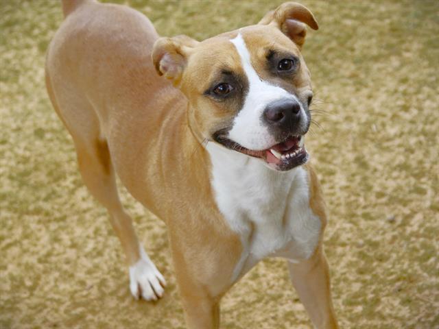 WHISPER, Adoptable, Young Female American Staffordshire Terrier & Mixed Breed.