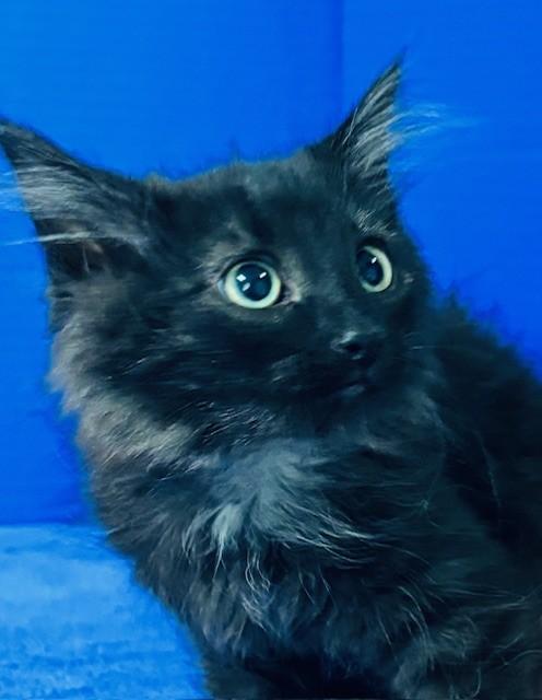 Enlarge Opening Day, an adopted Domestic Medium Hair in Hawk Point, MO image 2/4