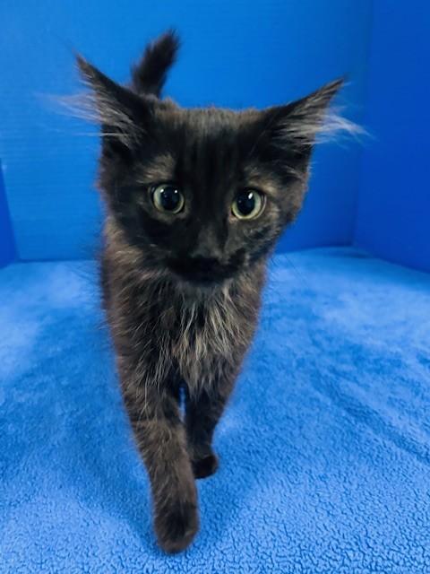 Enlarge Opening Day, an adopted Domestic Medium Hair in Hawk Point, MO image 3/4