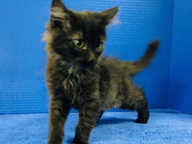 Enlarge Opening Day, an adopted Domestic Medium Hair in Hawk Point, MO image 4/4