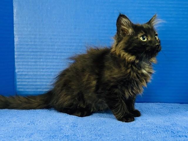 Enlarge Opening Day, an adopted Domestic Medium Hair in Hawk Point, MO image 1/4