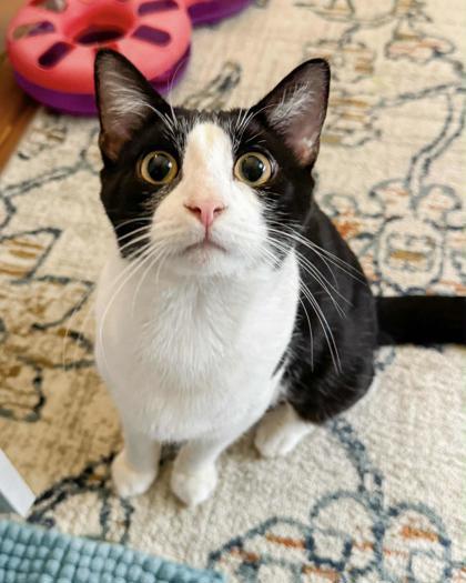 Enlarge Patrick, a Adoptable Domestic Short Hair in Malvern, PA image 2/5