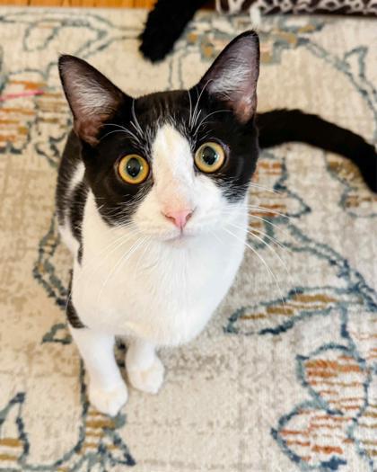 Enlarge Patrick, a Adoptable Domestic Short Hair in Malvern, PA image 5/6