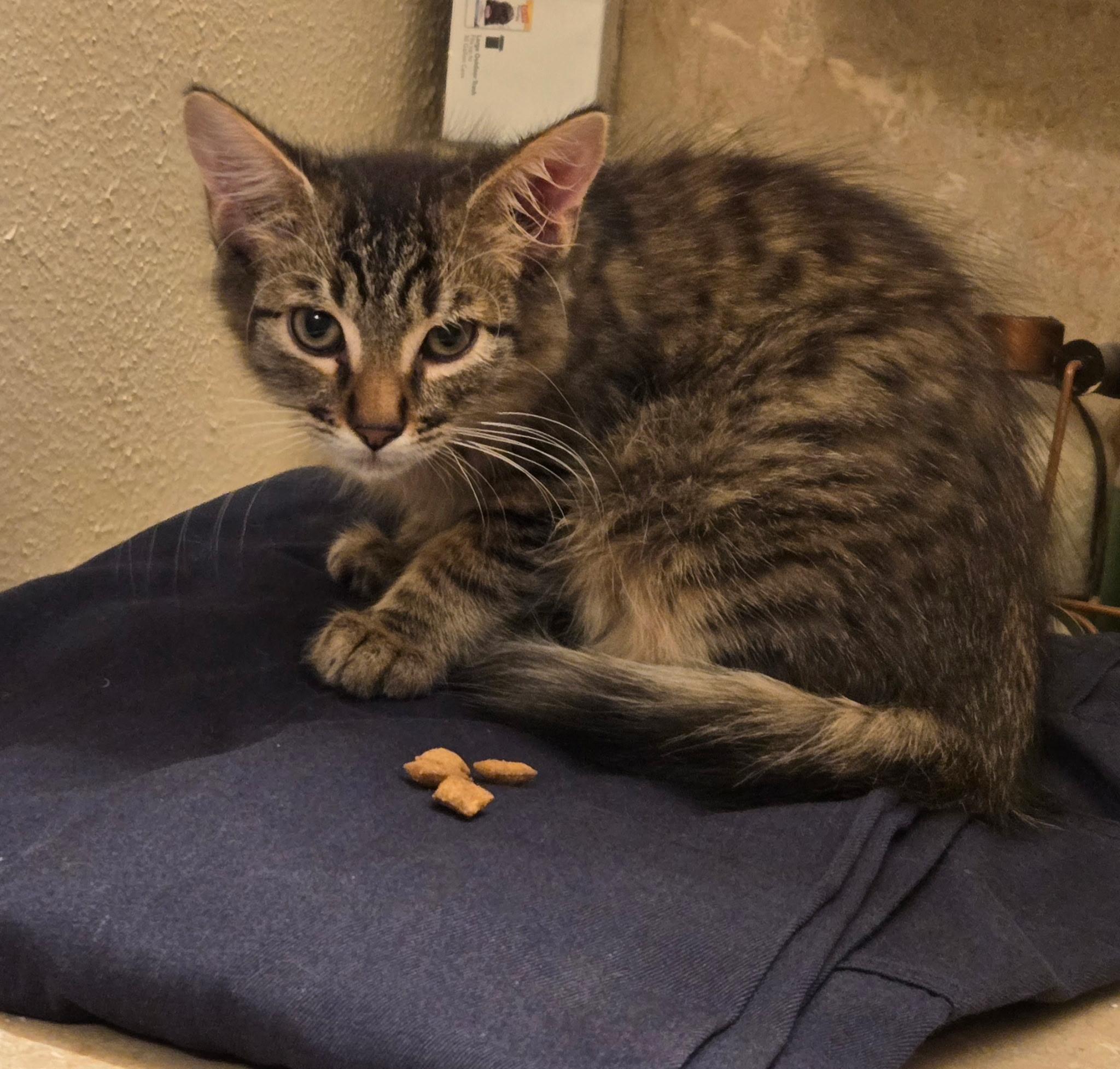 Prince, Adoptable, Kitten Male Domestic Short Hair.