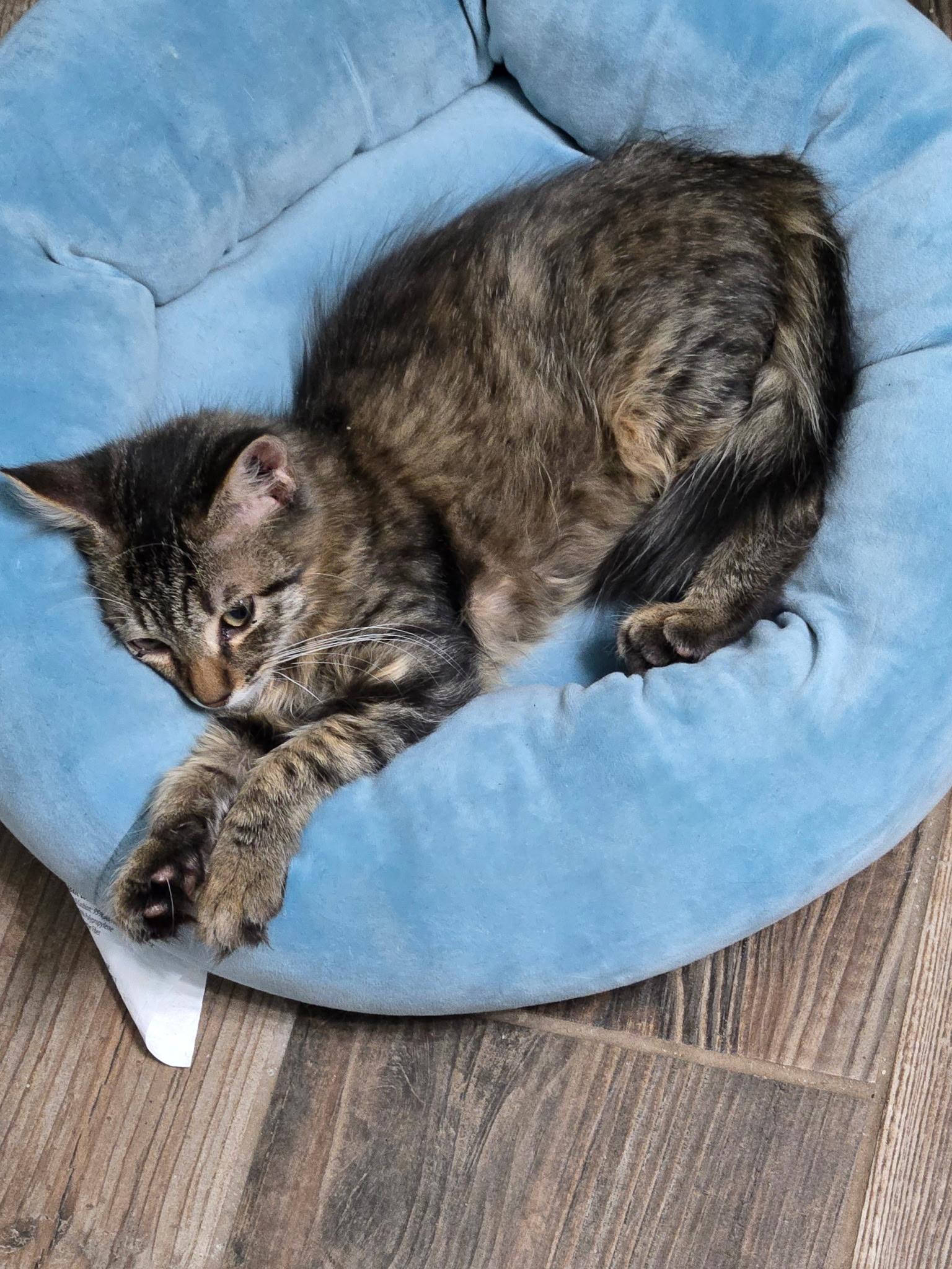 Prince, a Adoptable Domestic Short Hair in Huffman, TX image 2/2