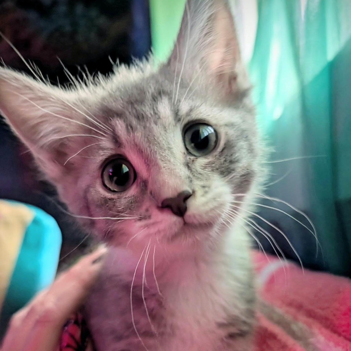 Reese, Adoptable, Kitten Male Domestic Short Hair.