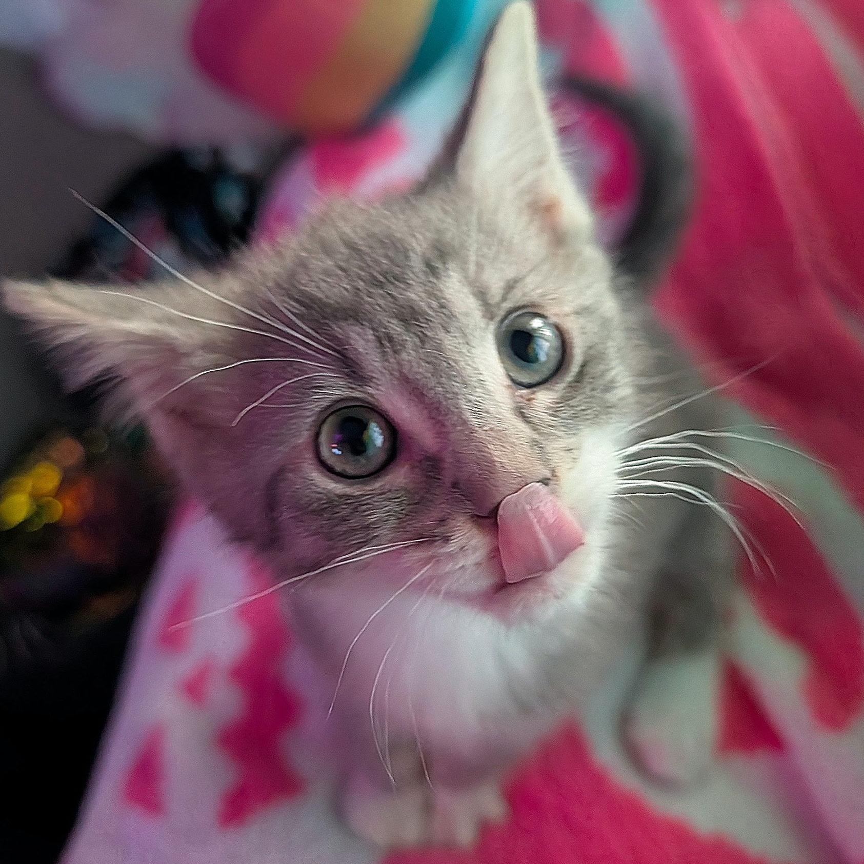 Reese, a Adoptable Domestic Short Hair in San Diego, CA image 2/2