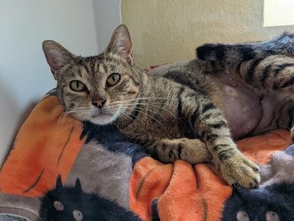 Lil Lady, Adoptable, Senior Female Domestic Short Hair & Domestic Short Hair.