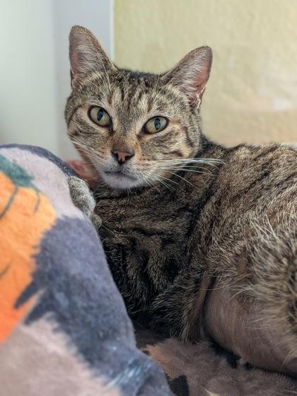 Enlarge Lil Lady, a Adoptable mixed breed in Divide, CO image 2/3