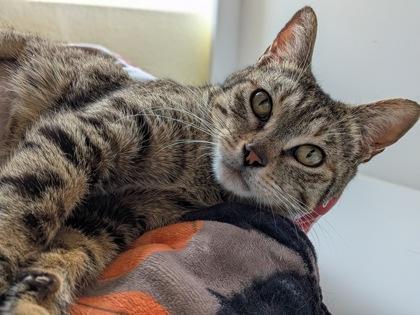 Enlarge Lil Lady, a Adoptable mixed breed in Divide, CO image 3/3