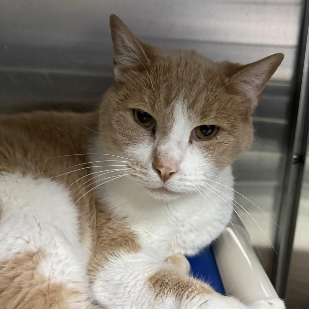 Tango, Adoptable, Senior Male Domestic Short Hair.