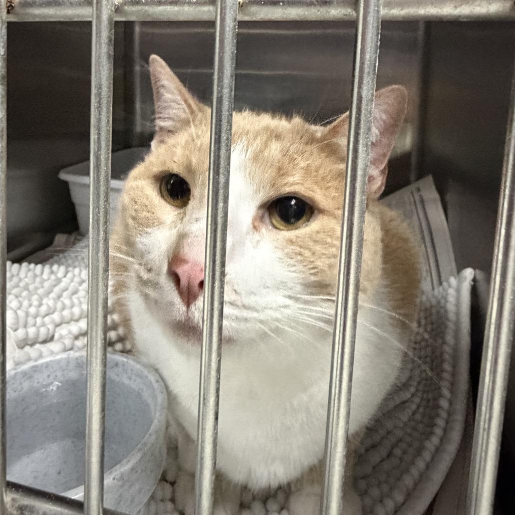 Tango, Adoptable, Senior Male Domestic Short Hair.