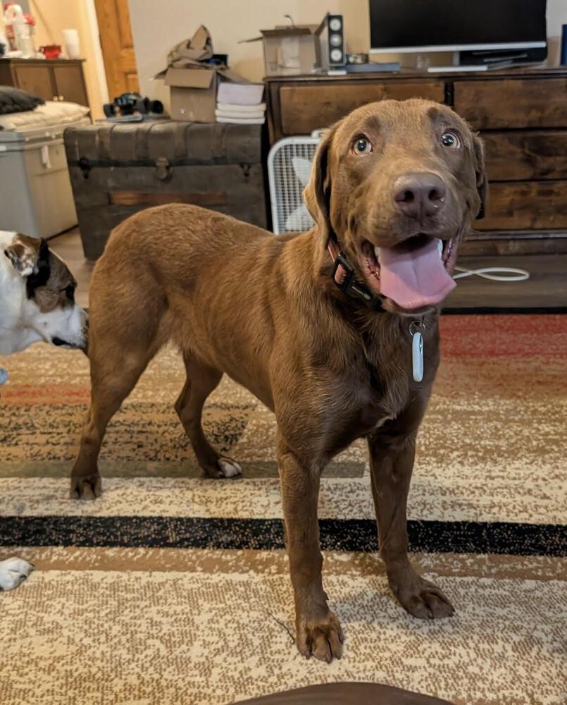 Pinto (formerly Garrett), Adopted, Young Male Labrador Retriever & Mixed Breed.