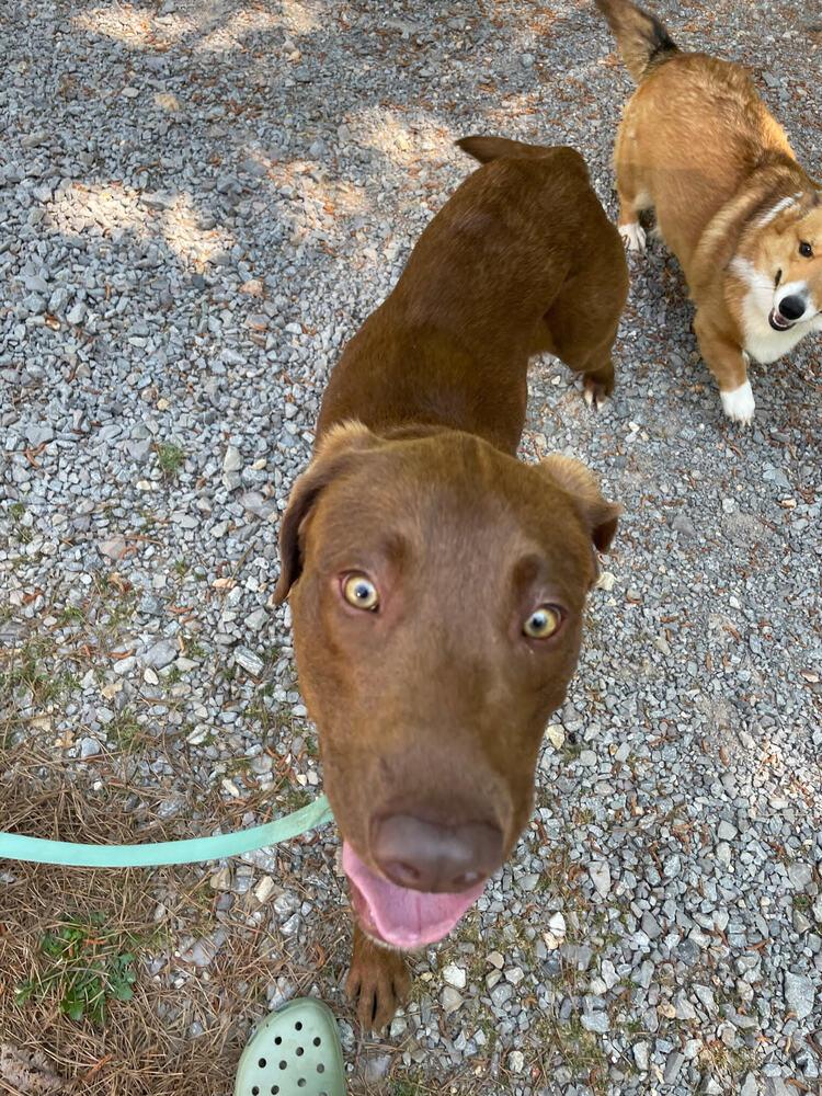 Pinto (formerly Garrett), a Adopted mixed breed in Chattanooga, TN image 2/3