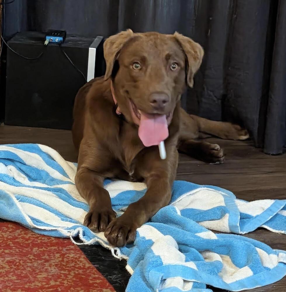 Pinto (formerly Garrett), a Adopted mixed breed in Chattanooga, TN image 3/3