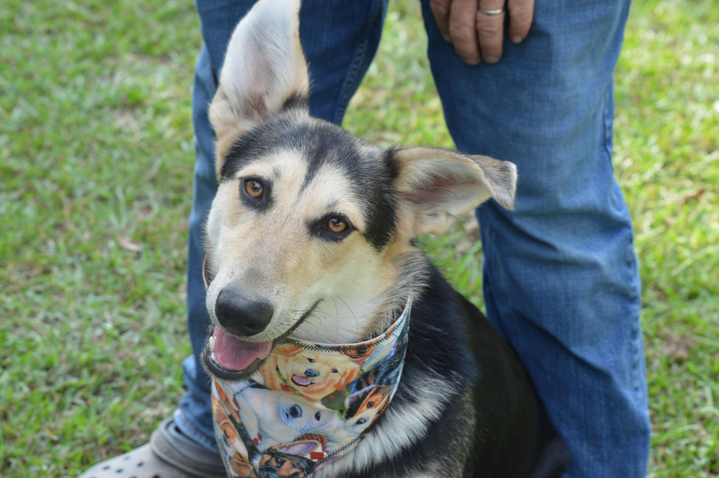 Enlarge Lucille Lucy, a ADOPTABLE mixed breed in Hot Springs, AR image 3/6