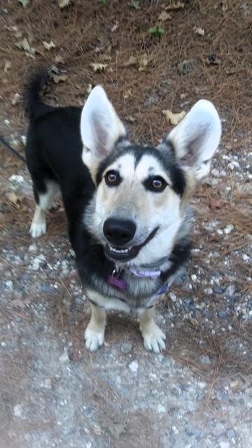 Enlarge Lucille Lucy, a ADOPTABLE mixed breed in Hot Springs, AR image 6/6