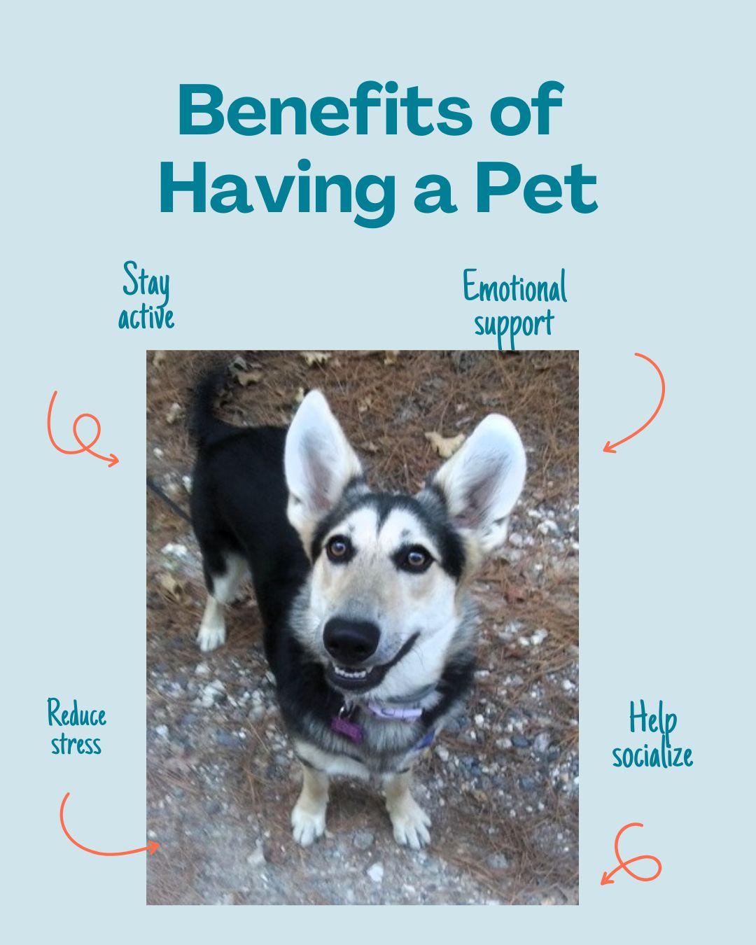 Lucille Lucy, ADOPTABLE, Adult Female Shepherd & Husky.