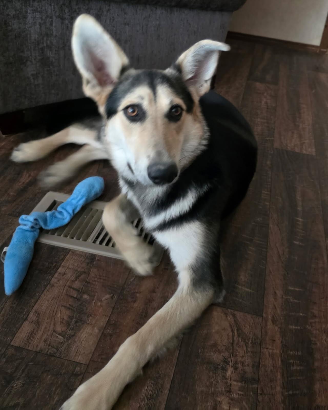 Enlarge Lucille Lucy, a ADOPTABLE mixed breed in Hot Springs, AR image 2/6