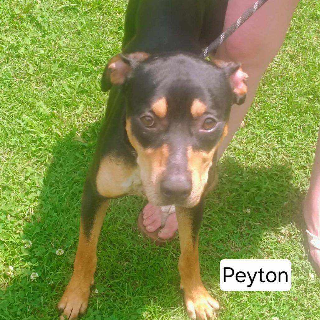 Enlarge Peyton, a Adoptable American Staffordshire Terrier in Hope Mills, NC image 1/1